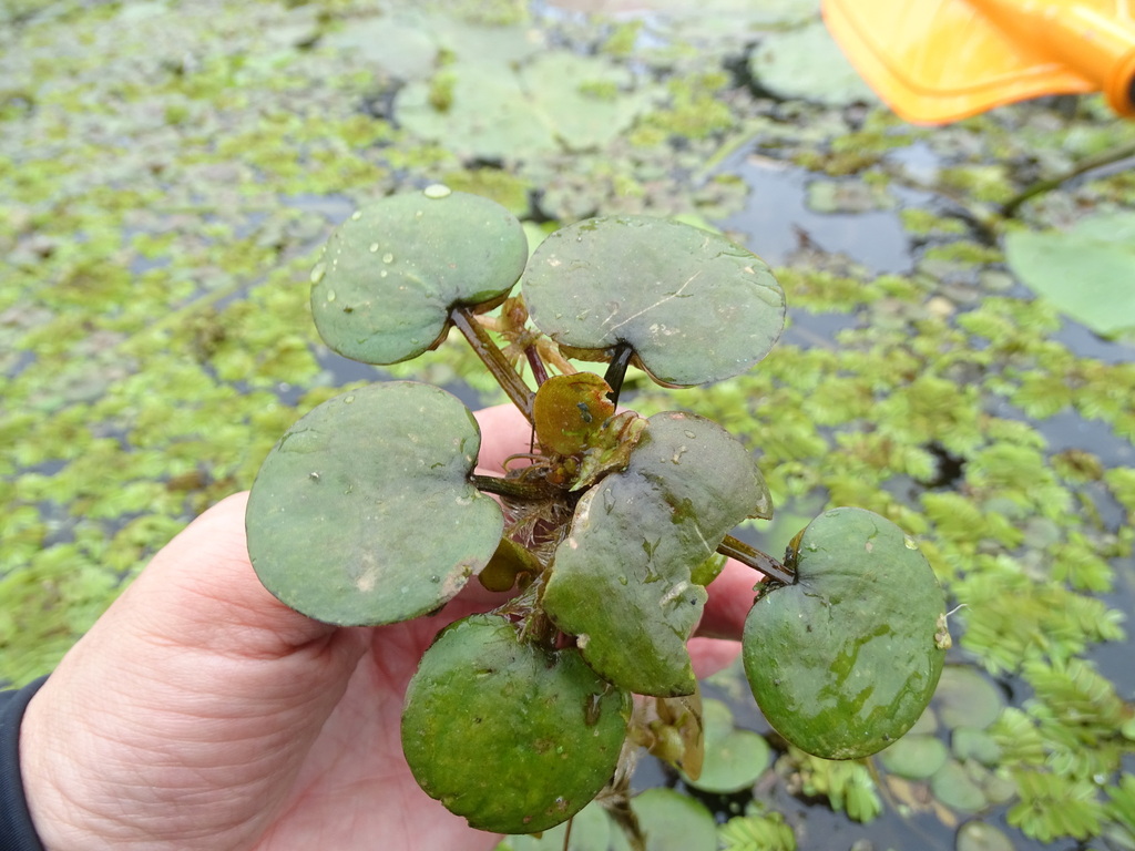 Frogbit (Limnobium Spongia) Live Aquarium Plants BUY 2 GET 1 FREE - Picture 21 of 84