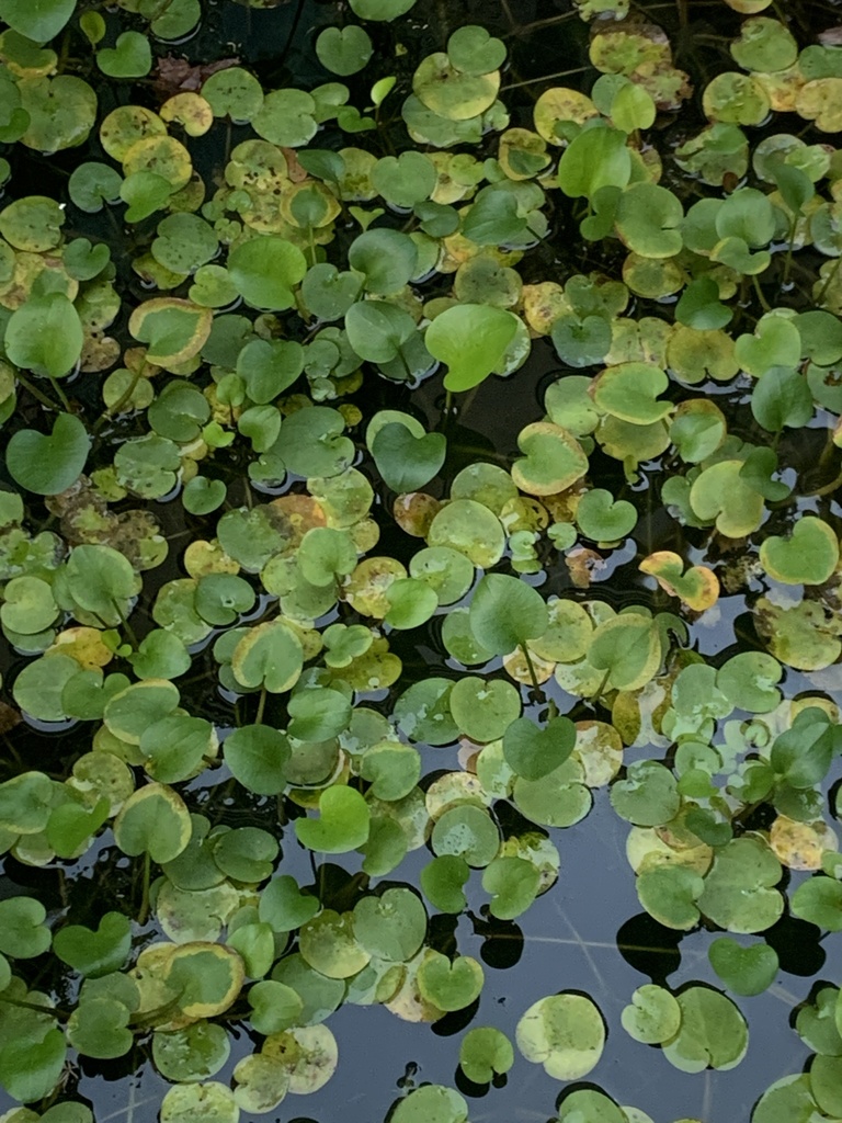 Frogbit (Limnobium Spongia) Live Aquarium Plants BUY 2 GET 1 FREE - Picture 13 of 84