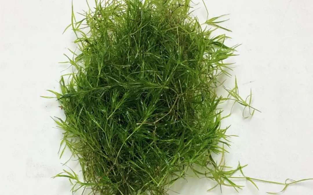 thumbnail image 2 of BUY 2 GET 1 FREE – Guppy Grass Najas Guadalupensis – Live Aquarium Plants – Freshwater 2 of 6