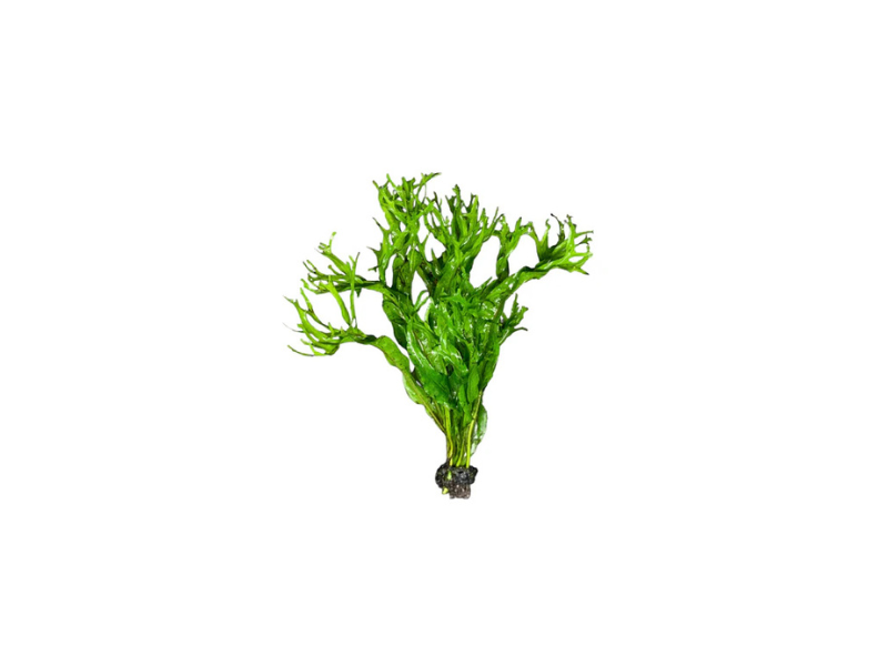 Java Fern Microsorum Pteropus Live Aquarium Plants