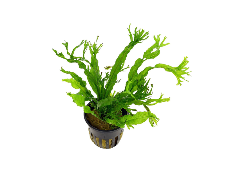 Java Fern Microsorum Pteropus Live Aquarium Plants