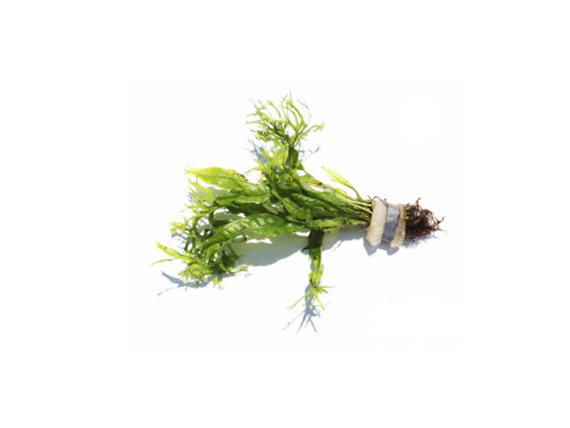 Java Fern Microsorum Pteropus Live Aquarium Plants