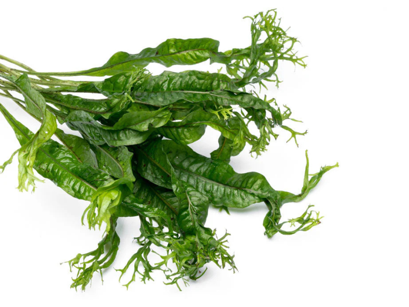 Java Fern Microsorum Pteropus Live Aquarium Plants