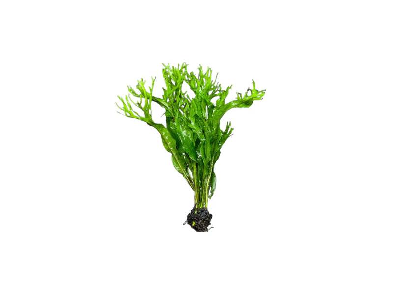 Java Fern Microsorum Pteropus Live Aquarium Plants