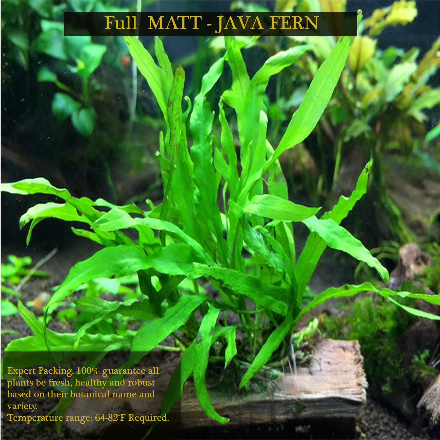 Buy2 Get1 FREE JAVA FERN Rooted in Full Coconut Mat Live Aquarium