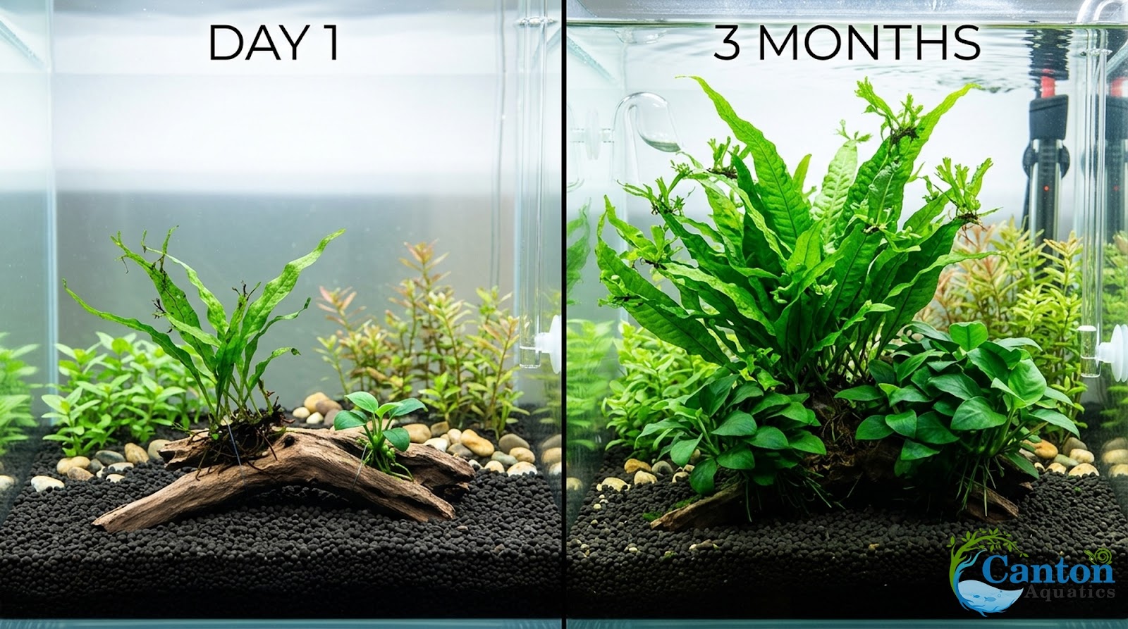 Java Fern & Anubias Nana (Microsorum Pteropus, Anubias Barteri)