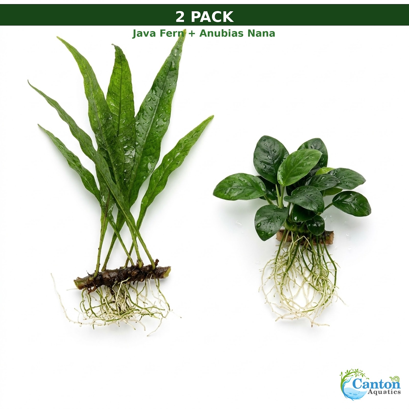 Java Fern & Anubias Nana (Microsorum Pteropus, Anubias Barteri)