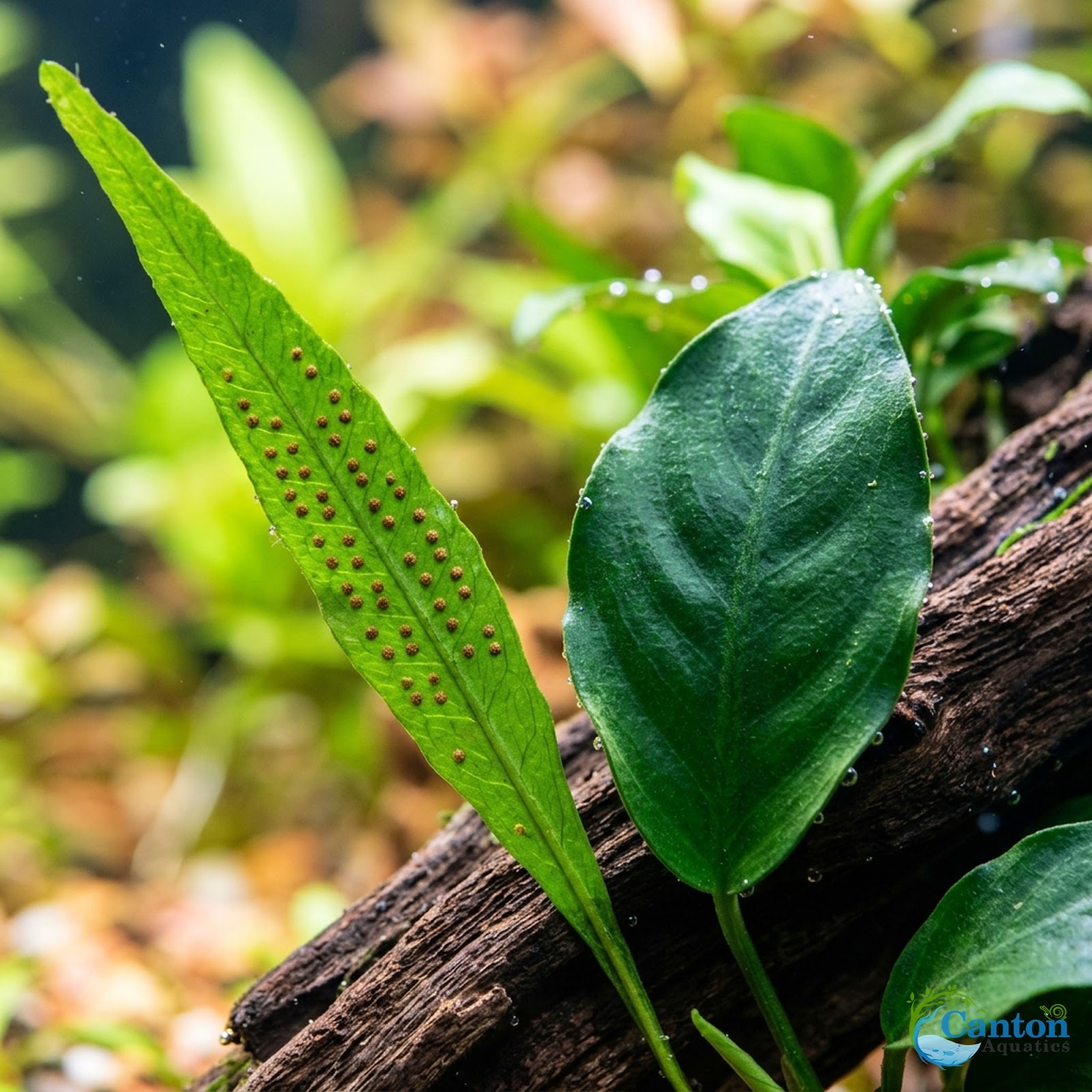 Java Fern & Anubias Nana (Microsorum Pteropus, Anubias Barteri)