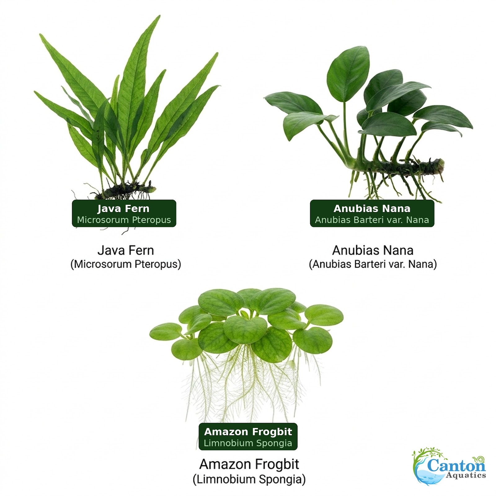 Java Fern & Anubias Nana (Microsorum Pteropus, Anubias Barteri)