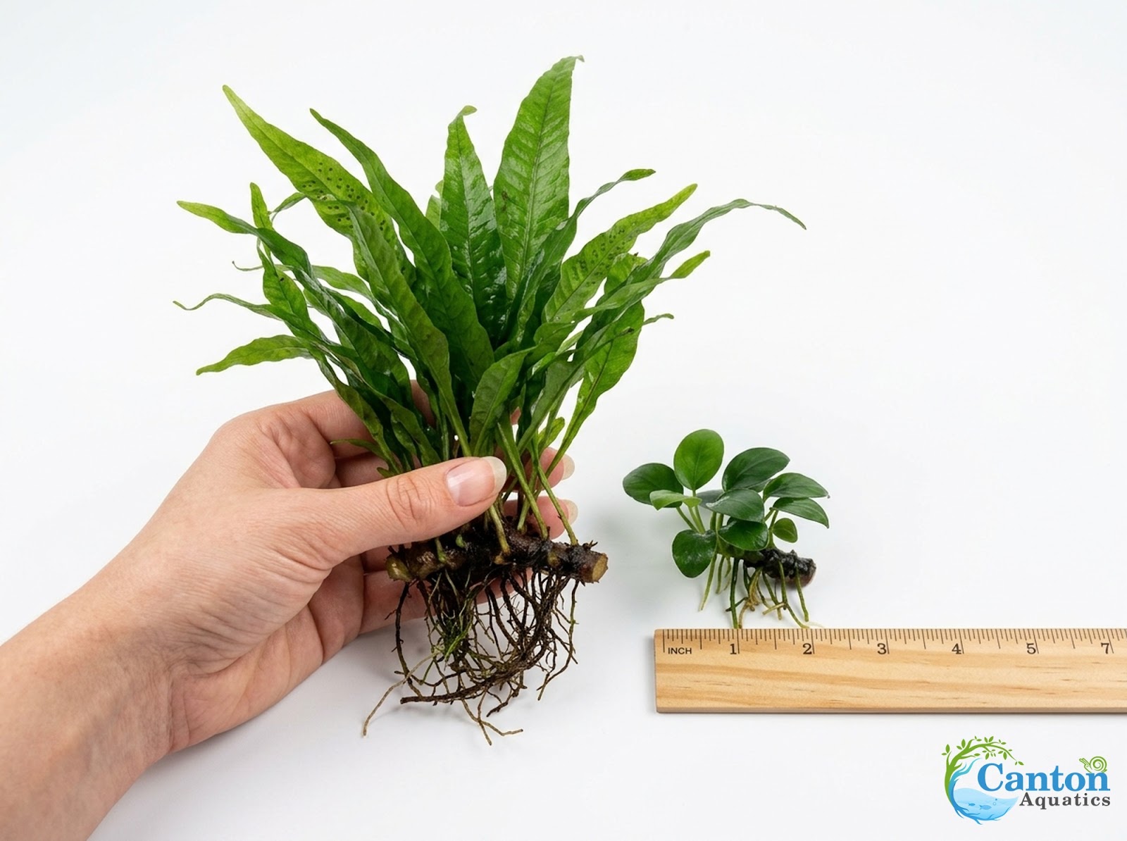 Java Fern & Anubias Nana (Microsorum Pteropus, Anubias Barteri)