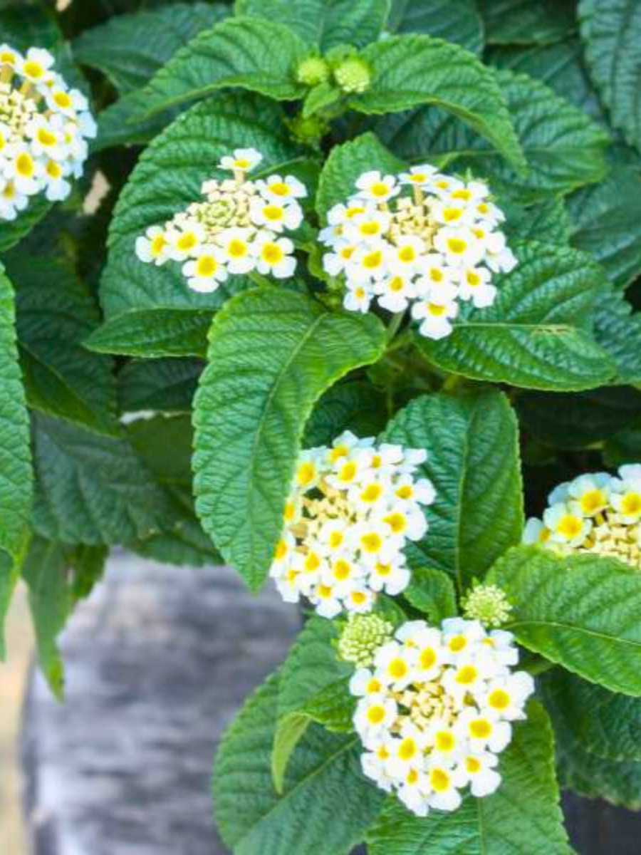 Lantana Buttercup Rooted Starter Plant BUY 2 GET 1 FREE