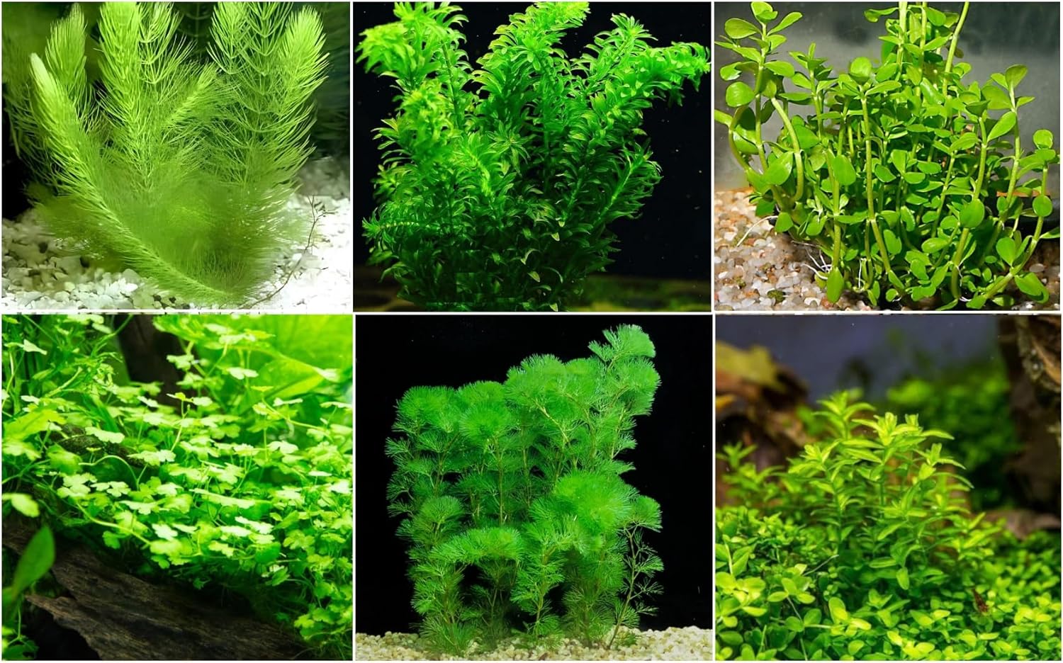 Low Light Aquarium Plant Bundle Live Aquarium Plants BUY 2 GET 1 FREE