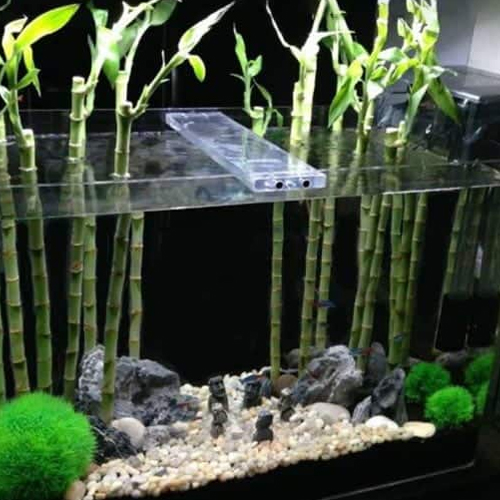 dracena bacularis Sansevieria Bacularis Upright Air Purifying Plant