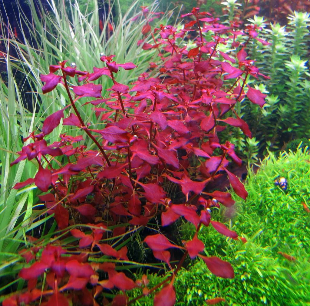 Buy2 Get1 FREE Ludwigia Repens (Dark Red) Live Aquarium Plants Decor eBay