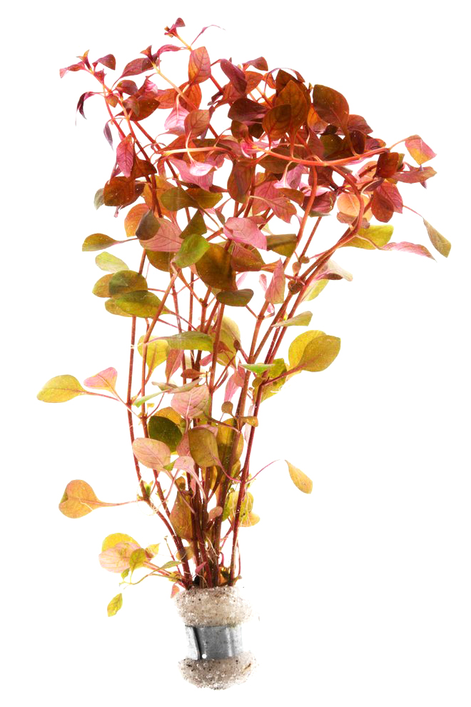 Ludwigia Repens "Mini Super Red" (van Hoge Kwaliteit) Kopen