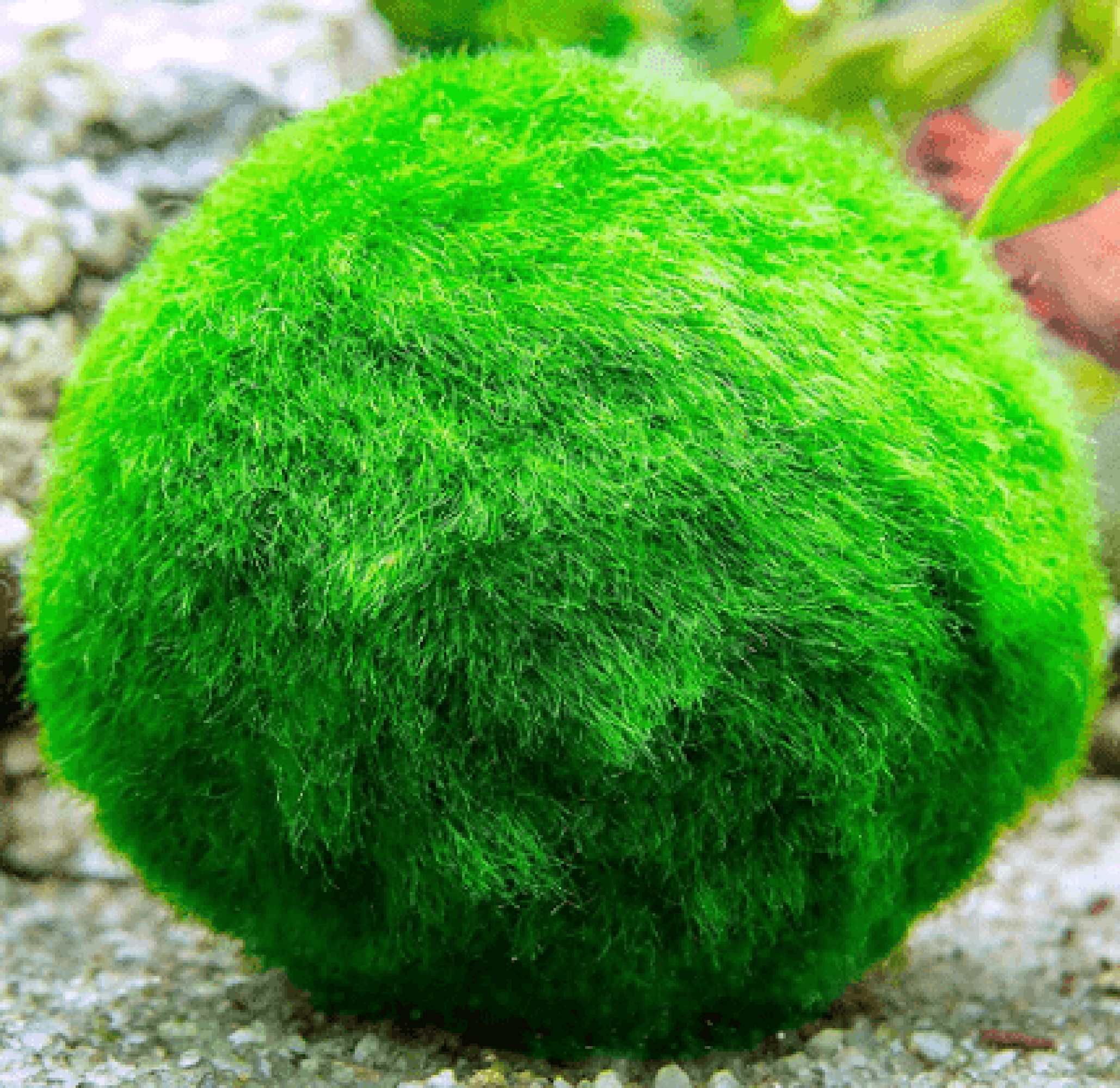 LOW TECH AQUARIUM Plant Marimo Moss Ball Aegagropila Linnaei Buy2 Get1
