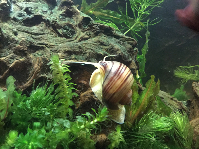 Mystery Snail (Pomacea bridgesii)