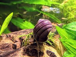 Mystery Snail (Pomacea bridgesii)