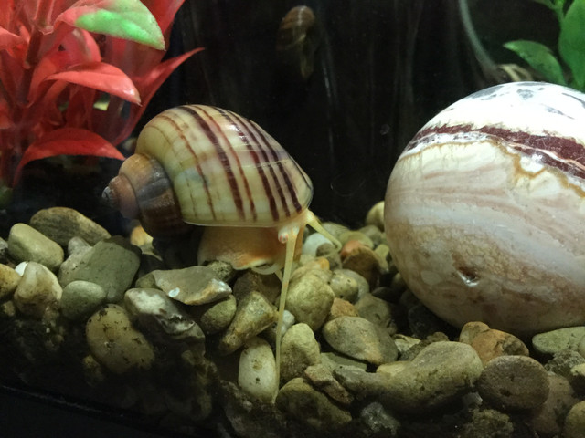 Mystery Snail (Pomacea bridgesii)