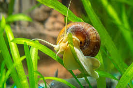Mystery Snail (Pomacea bridgesii)
