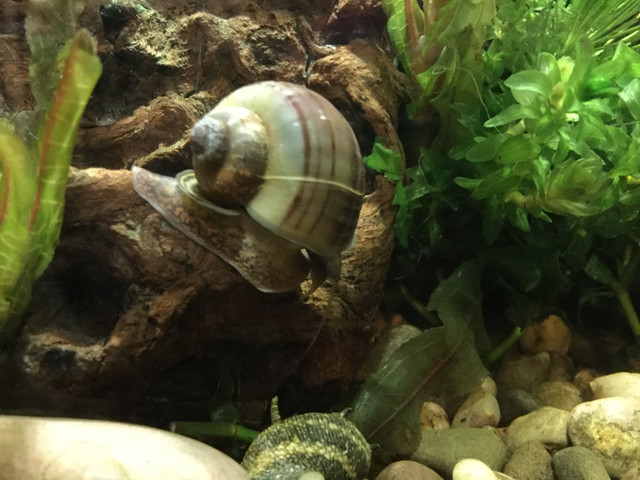 Mystery Snail (Pomacea bridgesii)