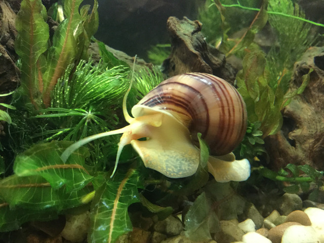Mystery Snail (Pomacea bridgesii)