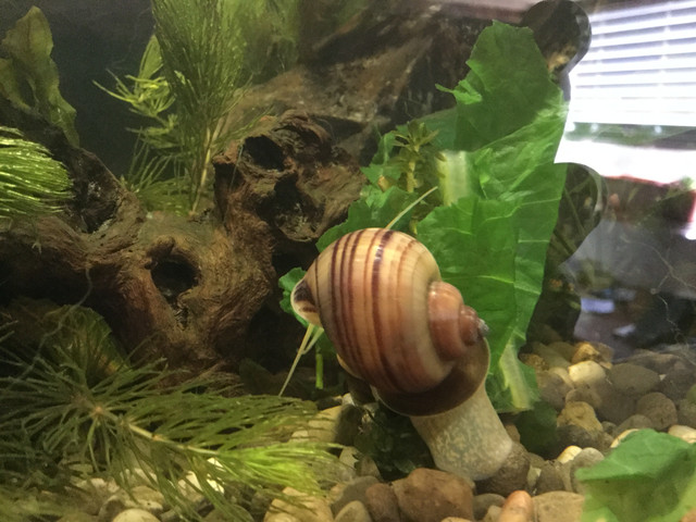 Mystery Snail (Pomacea bridgesii)