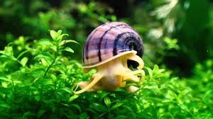 Mystery Snail (Pomacea bridgesii)