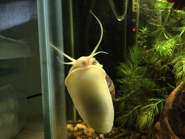 Mystery Snail (Pomacea bridgesii)