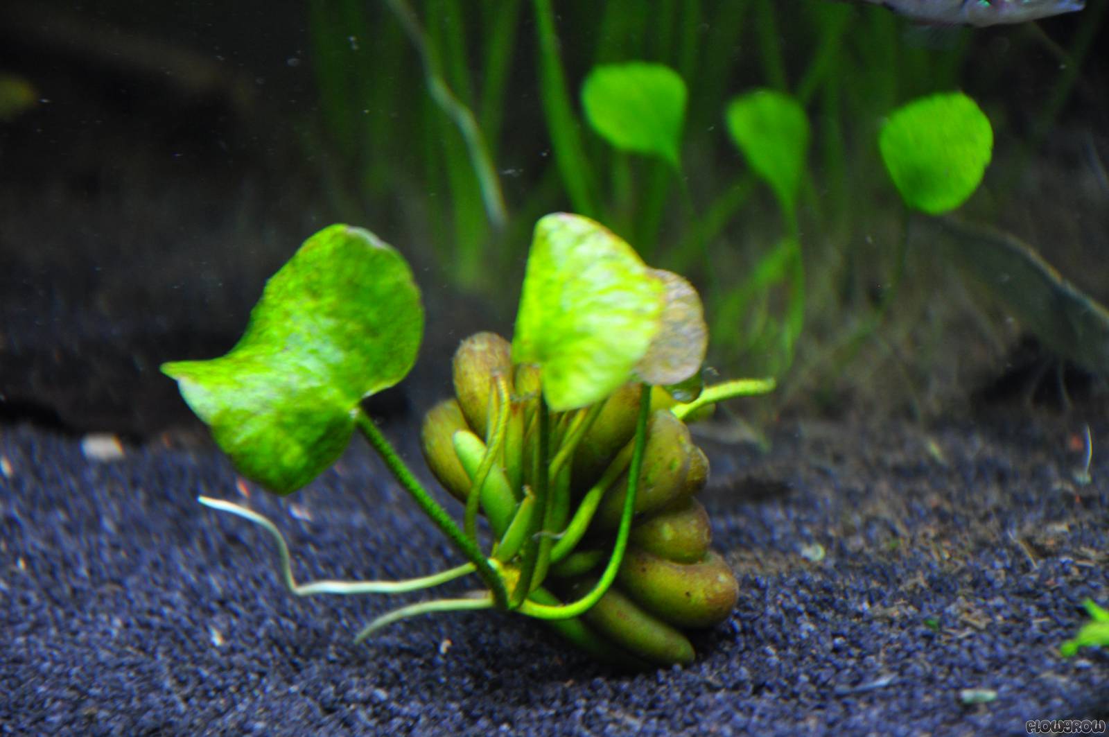 Banana Plant (Nymphoides Aquatica) Live Aquarium Plant – Buy 2 Get 1 Free, Beginner Friendly