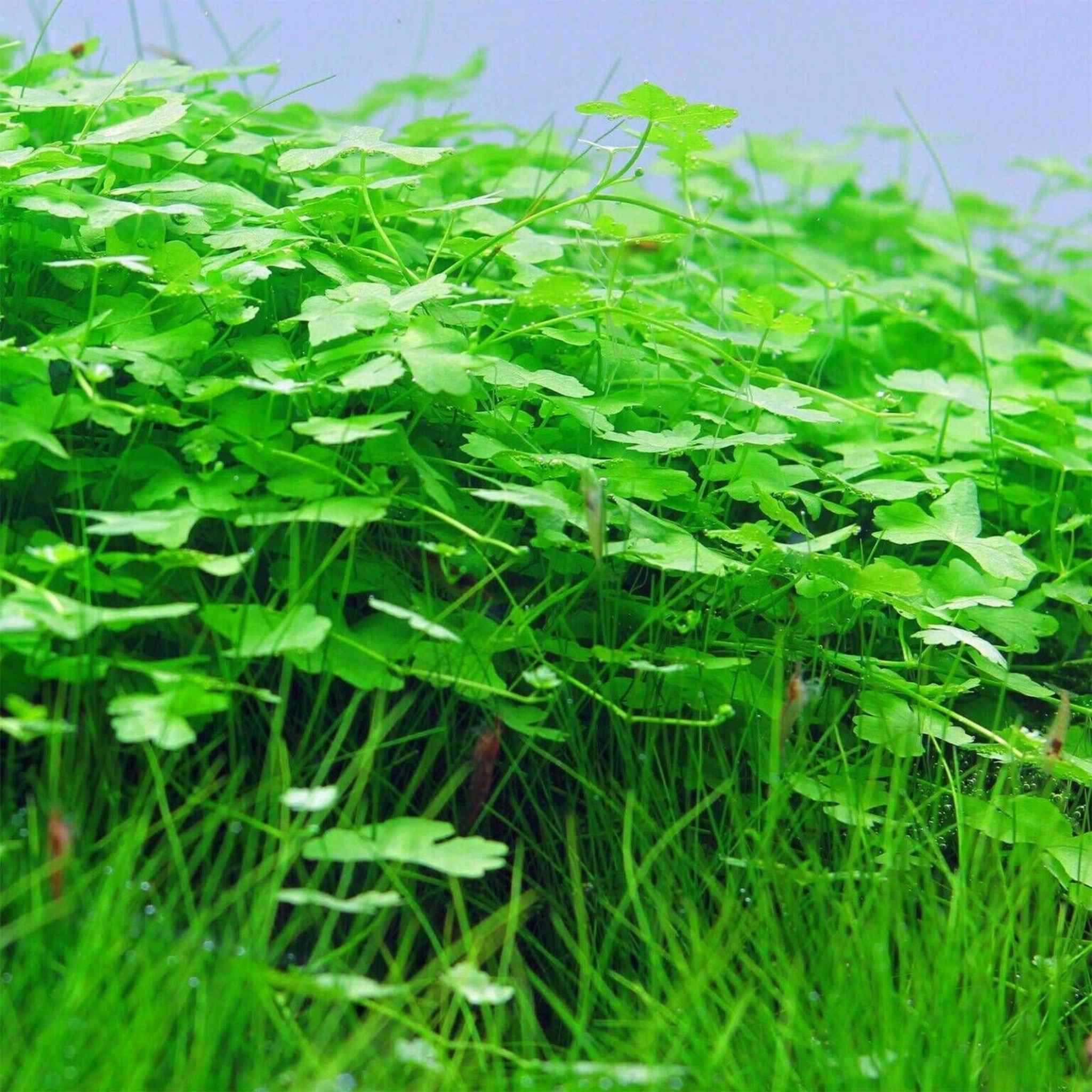 Dwarf PennyWort Japan (Hydrocotyle Tripartita)