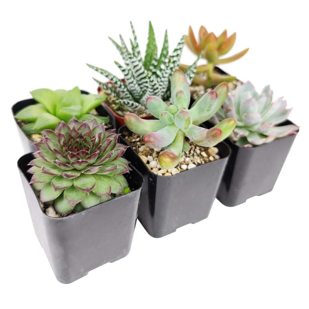 Pet Friendly Easy Care Succulent House Plants Pack Low Maintenance FREE SHIPPING