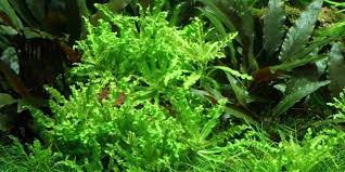 Pogostemon Helferi