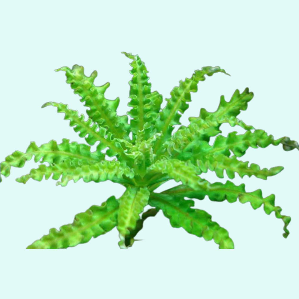 Pogostemon Helferi