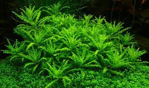 Pogostemon Helferi