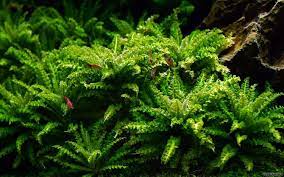 Pogostemon Helferi