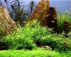 Pogostemon Helferi