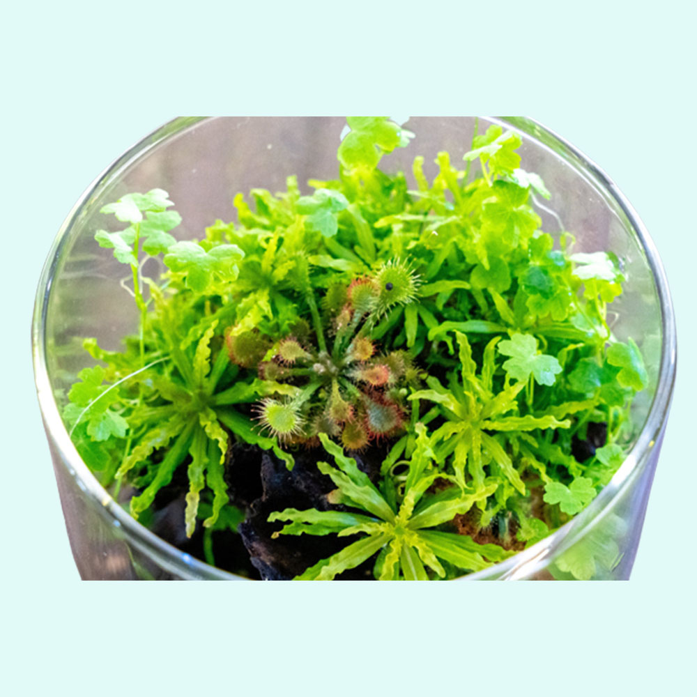buy-2-get-1-free-pogostemon-helferi-bunch-live-aquarium-plants-ebay