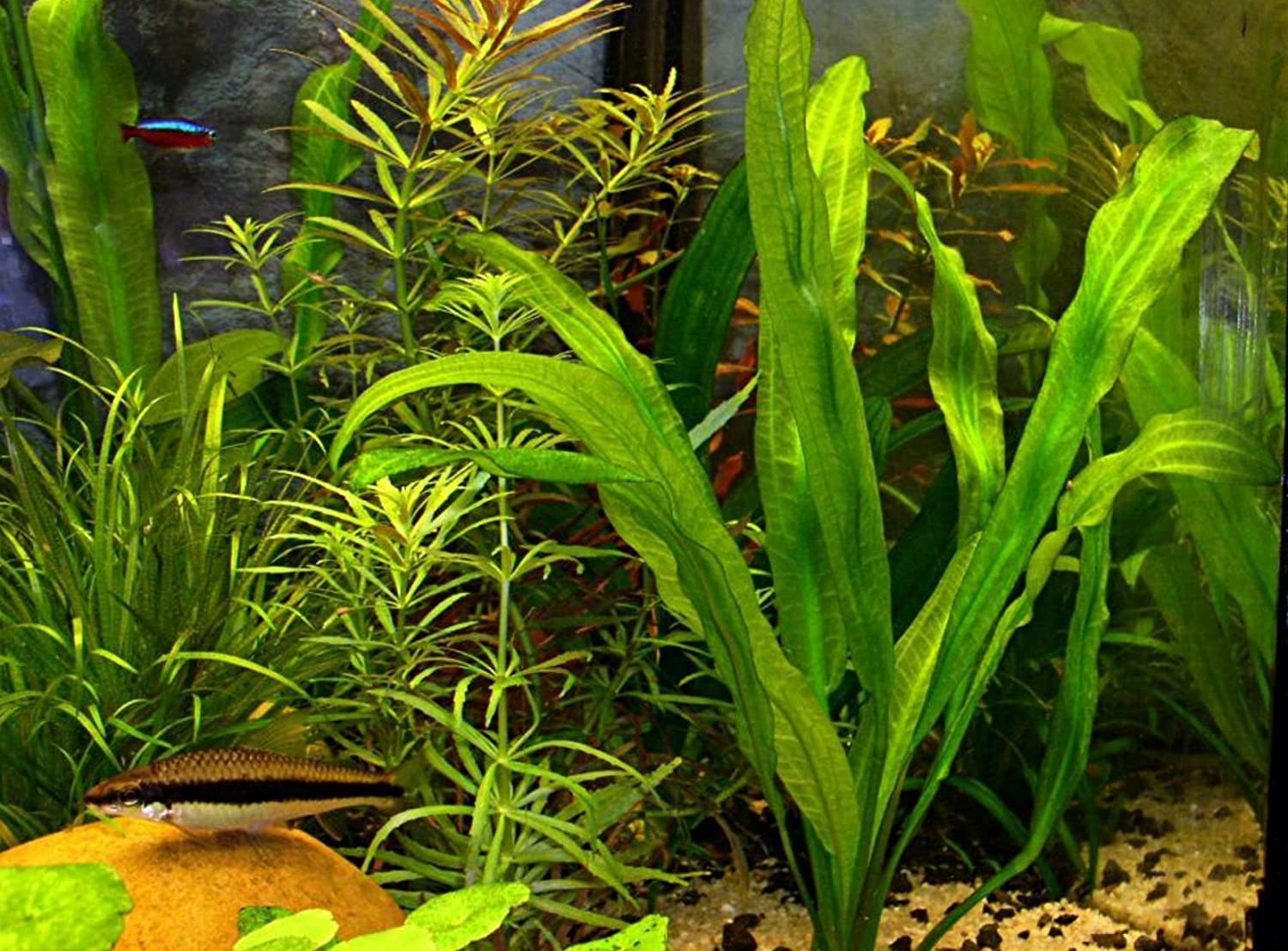 Ruffled Amazon Sword Echinodorus Martii