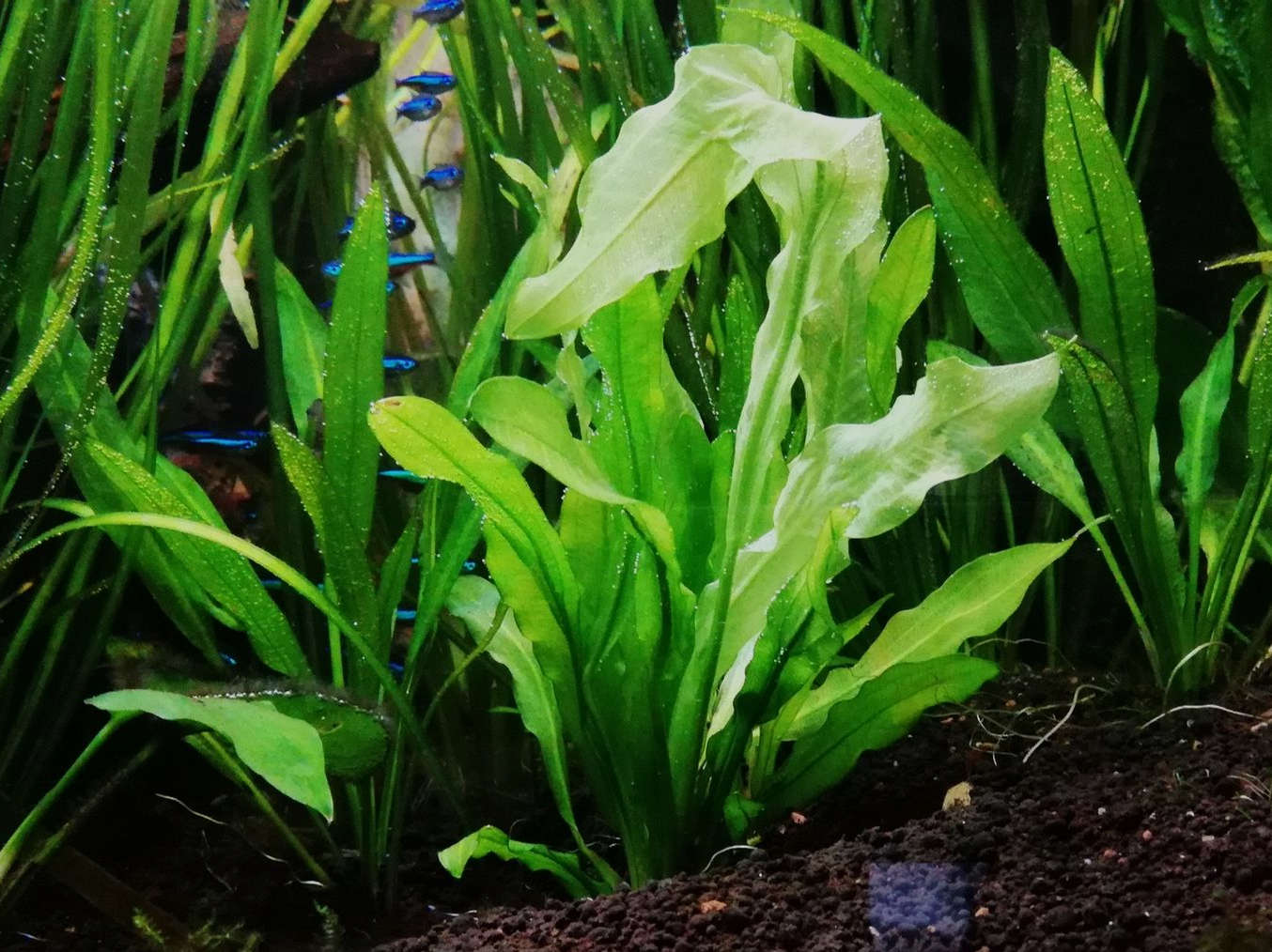 Ruffled Amazon Sword Echinodorus Martii