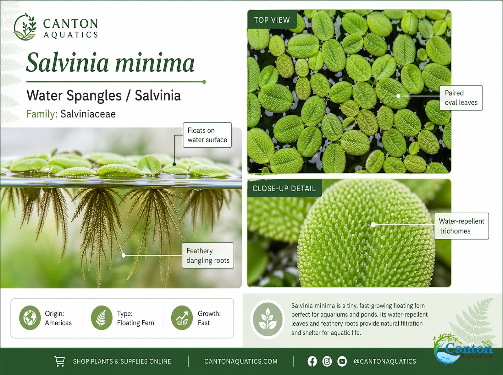 Salvinia Floating Plants