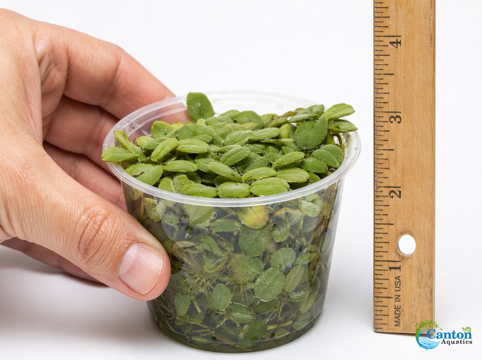 Salvinia Floating Plants