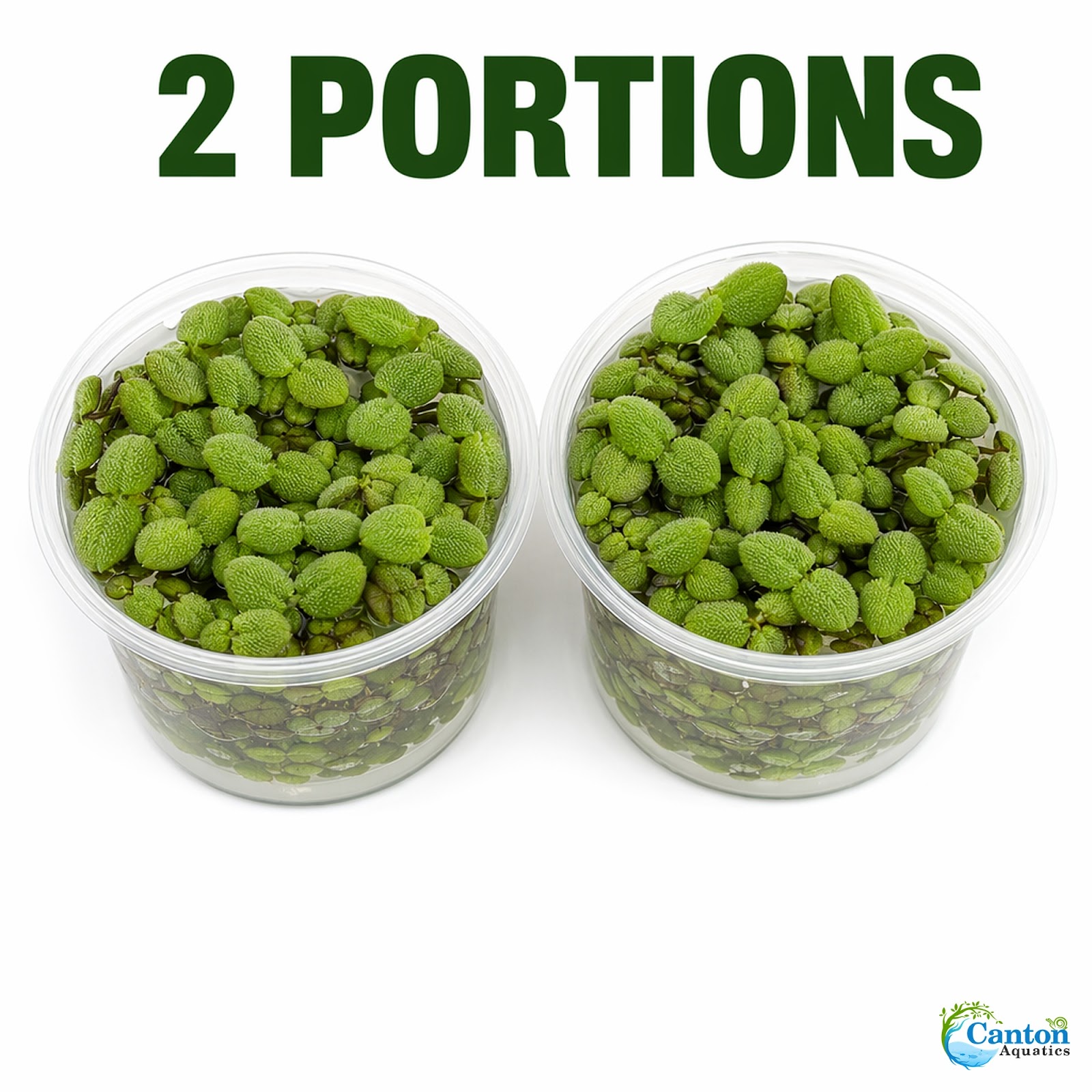 Salvinia Floating Plants