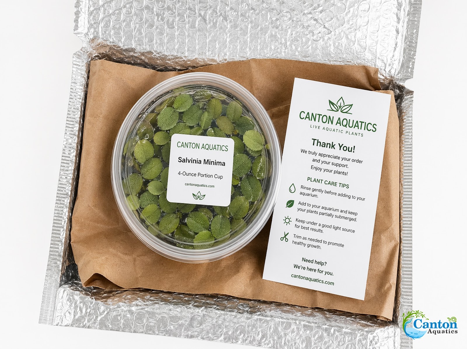 Salvinia Floating Plants