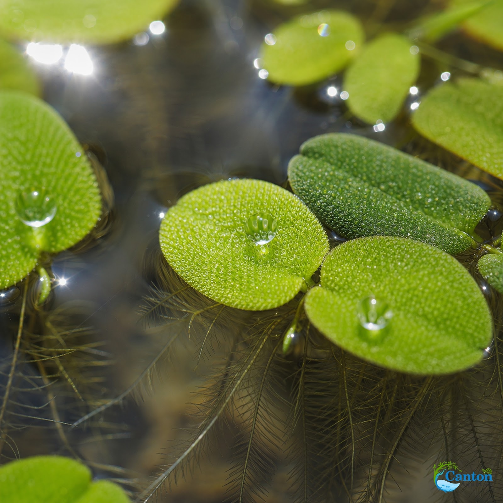 Salvinia Floating Plants