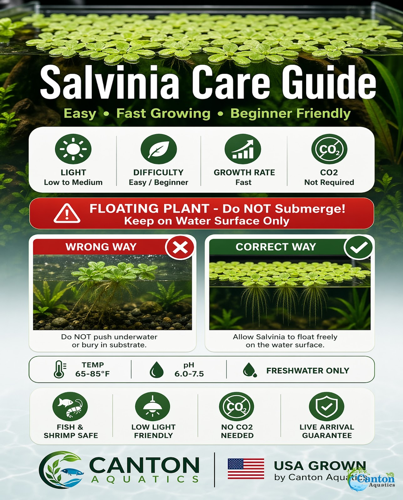Salvinia Floating Plants