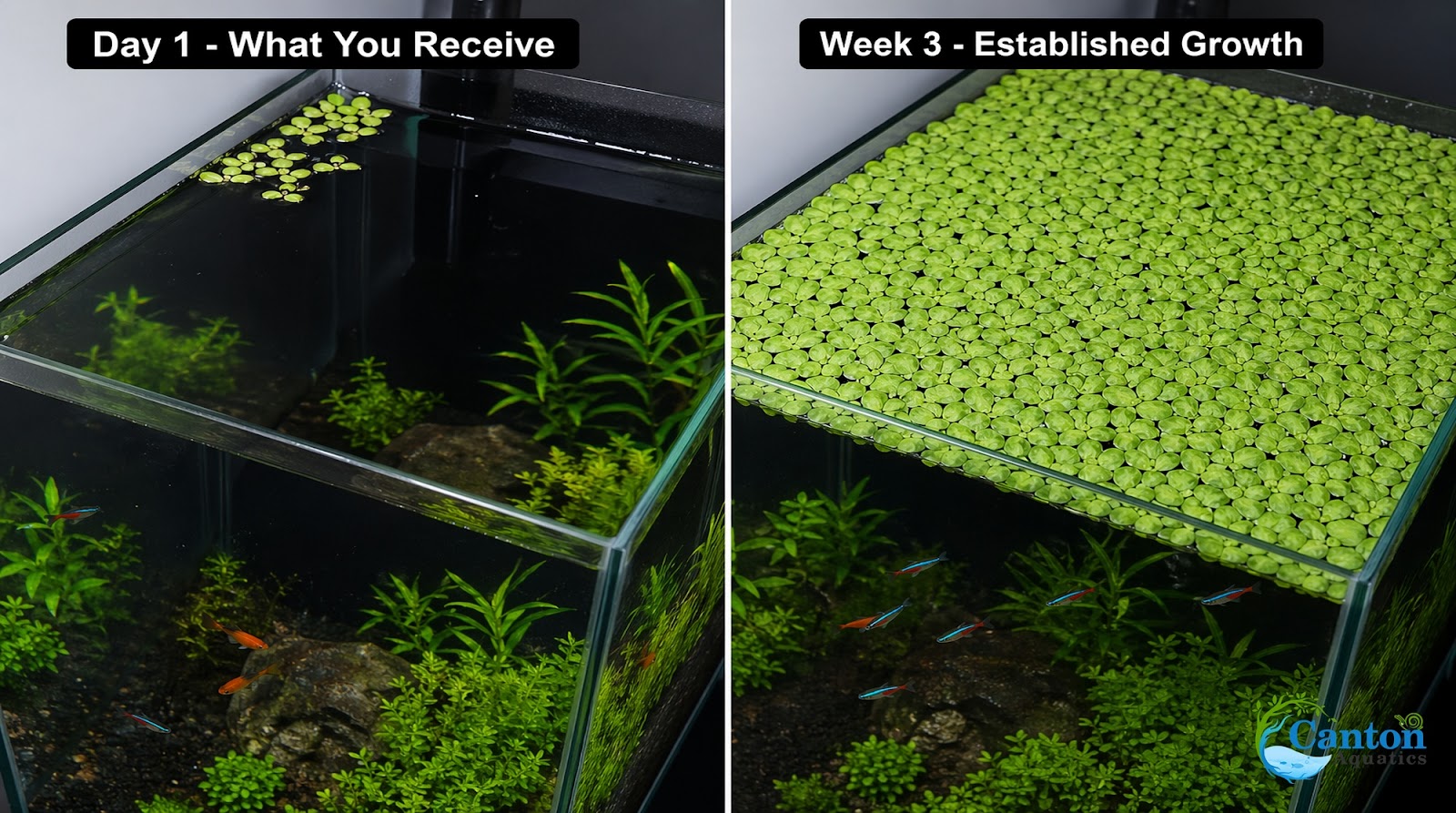 Salvinia Floating Plants