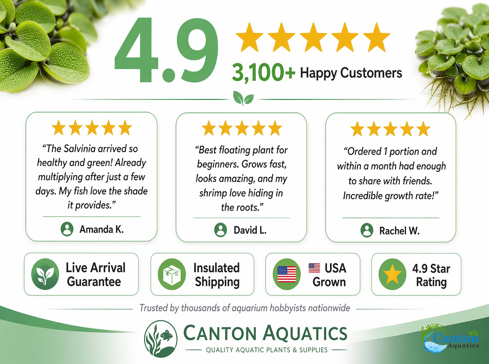 Salvinia Floating Plants