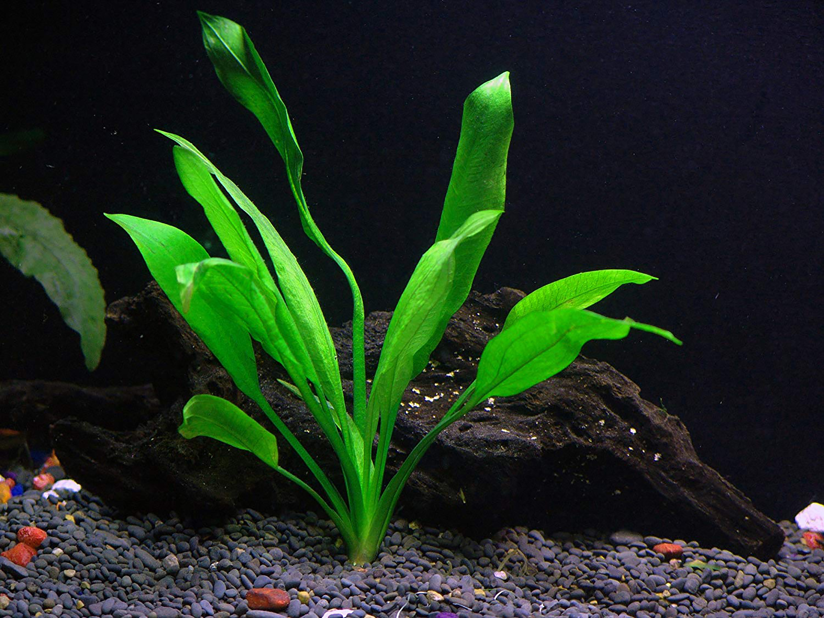 Amazon Sword Echinodorus Bleheri Easy Live Aquarium Plants Buy 2 Get 1 FREE