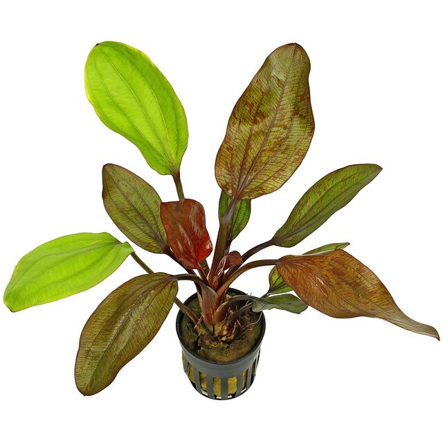 Red Flame Sword Live Aquarium Plant – Buy 2 Get 1 Free Deal On Echinodorus Horemanii 8 thumbnail image